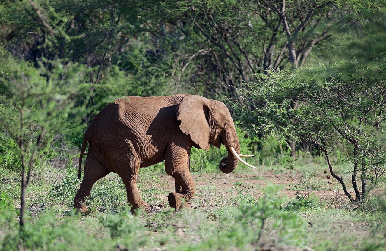 Severin Safari Camp Tsavo West National Park エクステリア 写真